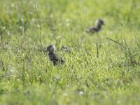 Vanellus vanellus 164, Kievit, chicken, Saxifraga-Theo Verstrael