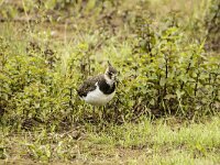 Vanellus vanellus 170, Kievit, juvenile, Saxifraga-Theo Verstrael