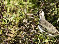Vanellus vanellus 178, Kievit, juvenile, Saxifraga-Theo Verstrael