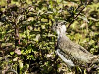 Vanellus vanellus 179, Kievit, juvenile, Saxifraga-Theo Verstrael