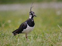 Vanellus vanellus 96, Kievit, Saxifraga-Luuk Vermeer