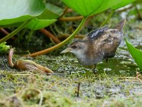 Zapornia parva 16, Klein waterhoen, Saxifraga-Tom Heijnen