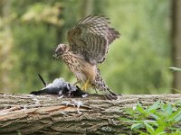 Accipiter gentilis 10, juvenile, Havik, Saxifraga-Martin Mollet