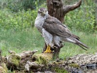 Accipiter gentilis 100, Havik, Saxifaga-Luuk Vermeer