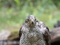 Accipiter gentilis 103, Havik, Saxifaga-Luuk Vermeer