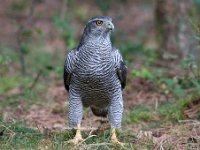 Accipiter gentilis 105, Havik, Saxifaga-Luuk Vermeer