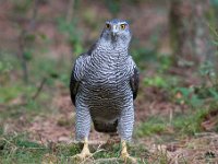 Accipiter gentilis 106, Havik, Saxifaga-Luuk Vermeer