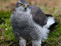 Accipiter gentilis 108, Havik, Saxifaga-Luuk Vermeer