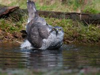 Accipiter gentilis 110, Havik, Saxifaga-Luuk Vermeer