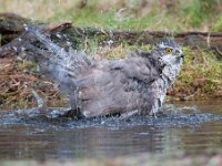 Accipiter gentilis 112, Havik, Saxifaga-Luuk Vermeer