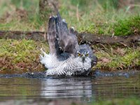 Accipiter gentilis 115, Havik, Saxifaga-Luuk Vermeer