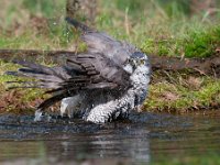 Accipiter gentilis 116, Havik, Saxifaga-Luuk Vermeer