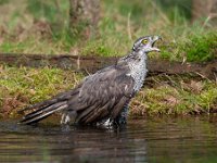 Accipiter gentilis 117, Havik, Saxifaga-Luuk Vermeer