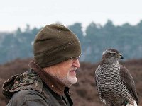 Accipiter gentilis 121, Havik, Saxifaga-Luuk Vermeer