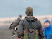 Accipiter gentilis 122, Havik, Saxifaga-Luuk Vermeer