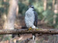 Accipiter gentilis 129, Havik, Saxifaga-Luuk Vermeer