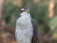 Accipiter gentilis 130, Havik, Saxifaga-Luuk Vermeer