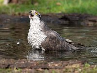 Accipiter gentilis 133, Havik, Saxifaga-Luuk Vermeer