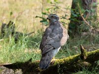 Accipiter gentilis 134, Havik, Saxifaga-Luuk Vermeer