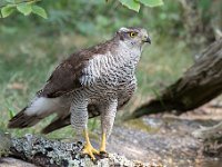 Accipiter gentilis 136, Havik, Saxifaga-Luuk Vermeer