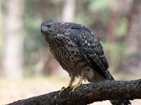 Accipiter gentilis 137, Havik, Saxifaga-Luuk Vermeer