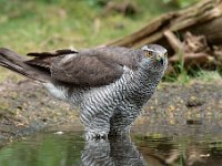 Accipiter gentilis 140, Havik, Saxifaga-Luuk Vermeer