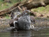 Accipiter gentilis 143, Havik, Saxifaga-Luuk Vermeer