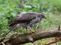 Accipiter gentilis 149, Havik, Saxifaga-Luuk Vermeer