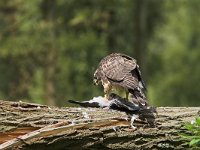 Accipiter gentilis 15, juvenile, Havik, Saxifraga-Martin Mollet