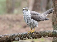 Accipiter gentilis 153, Havik, Saxifaga-Luuk Vermeer