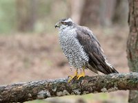 Accipiter gentilis 155, Havik, Saxifaga-Luuk Vermeer