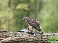 Accipiter gentilis 16, juvenile, Havik, Saxifraga-Martin Mollet