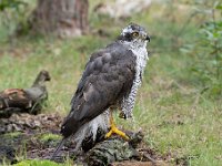 Accipiter gentilis 177, Havik, Saxifaga-Luuk Vermeer