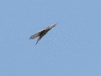 Accipiter gentilis 178, Havik, female, Saxifraga-Mark Zekhuis