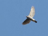 Accipiter gentilis 180, Havik, female, Saxifraga-Mark Zekhuis