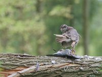 Accipiter gentilis 21, adult, Havik, Saxifraga-Martin Mollet