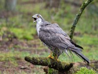 Accipiter gentilis 27, Havik, Saxifaga-Luuk Vermeer