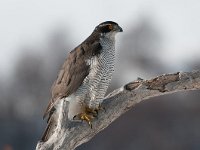 Accipiter gentilis 29, Havik, Saxifraga-Joerg Mager