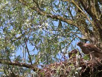 Accipiter gentilis 30, Havik, juvenile, Saxifraga-Martin Mollet