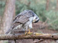 Accipiter gentilis 32, Havik, Saxifaga-Luuk Vermeer