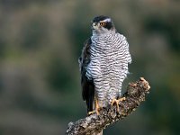 Accipiter gentilis 38, Havik, Saxifaga-Bart Vastenhouw