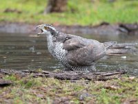 Accipiter gentilis 39, Havik, Saxifaga-Luuk Vermeer