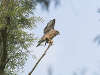 Accipiter gentilis 4, juvenile, Havik, Saxifraga-Martin Mollet