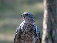 Accipiter gentilis 48, Havik, Saxifaga-Luuk Vermeer