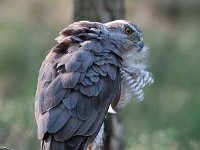 Accipiter gentilis 52, Havik, Saxifaga-Luuk Vermeer