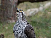 Accipiter gentilis 6, Havik, Saxifaga-Luuk Vermeer