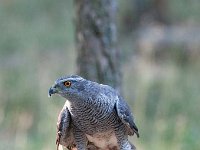 Accipiter gentilis 61, Havik, Saxifaga-Luuk Vermeer