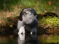 Accipiter gentilis 71, Havik, Saxifaga-Luuk Vermeer