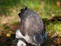 Accipiter gentilis 73, Havik, Saxifaga-Luuk Vermeer