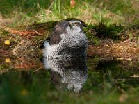 Accipiter gentilis 76, Havik, Saxifaga-Luuk Vermeer